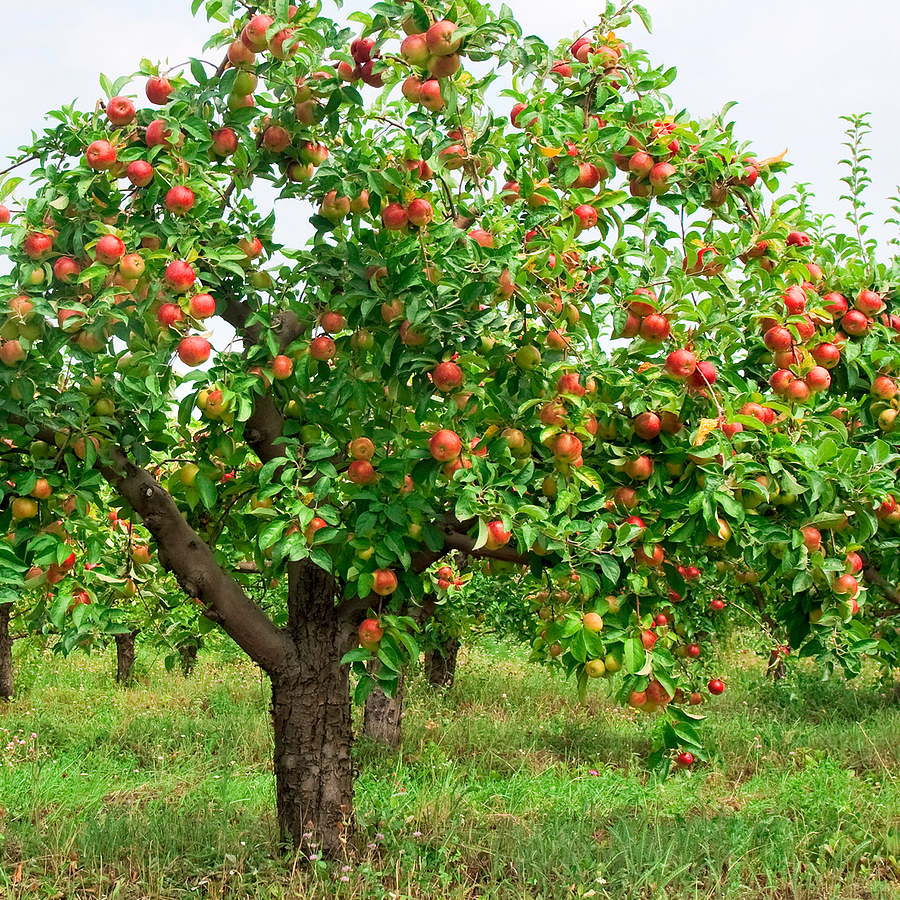 Cei-mai-rezistenti-pomi-fructiferi-1